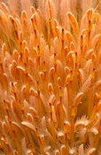 Flower, flowers, banksia, banksias, woolly, woolly banksia, woolly banksias, woolly orange banksia, woolly orange banksias, victoriae, banksia victoriae, cut, cut flower, cut flowers.