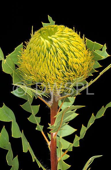 stock photo image: Flower, flowers, banksia, banksias, baxters, baxters banksia, baxters banksias, baxteri, banksia baxteri, cut, cut flower, cut flowers.