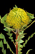 Flower, flowers, banksia, banksias, baxters, baxters banksia, baxters banksias, baxteri, banksia baxteri, cut, cut flower, cut flowers.