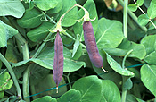 PEA 'BLUE POD CAPUCIJNERS' (PISUM SATIVUM VAR. ARVENSIS) PODS ON BUSH