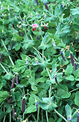 PEA 'BLUE POD CAPUCIJNERS' (PISUM SATIVUM VAR. ARVENSIS) PODS ON BUSH