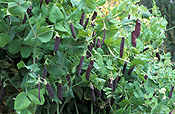 PEA 'BLUE POD CAPUCIJNERS' (PISUM SATIVUM VAR. ARVENSIS) PODS ON BUSH