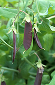 PEA 'BLUE POD CAPUCIJNERS' (PISUM SATIVUM VAR. ARVENSIS) PODS ON BUSH