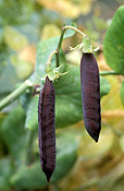 PEA 'BLUE POD CAPUCIJNERS' (PISUM SATIVUM VAR. ARVENSIS) PODS ON BUSH