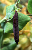 PEA 'BLUE POD CAPUCIJNERS' (PISUM SATIVUM VAR. ARVENSIS) PODS ON BUSH