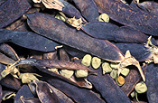 PEAS 'BLUE POD CAPUCIJNERS' (PISUM SATIVUM VAR. ARVENSIS)