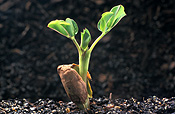 Food, Nuts, nuts, peanut, peanuts, peanut seedling, peanut seedlings, seedling, seedlings, Arachis, arachis hypogaea, virginia peanut, virginia peanuts, Fabaceae.