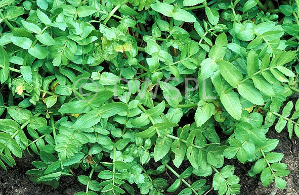 stock photo image: Herb, Herbs, cress, lebanese, lebanese cress, fools watercress, watercress, apium, nodiflorum, apium nodiflorum.