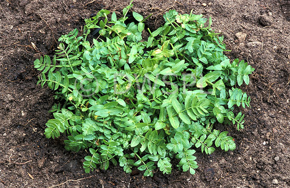 stock photo image: Herb, Herbs, cress, lebanese, lebanese cress, fools watercress, watercress, apium, nodiflorum, apium nodiflorum.