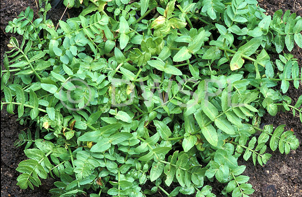 stock photo image: Herb, Herbs, cress, lebanese, lebanese cress, fools watercress, watercress, apium, nodiflorum, apium nodiflorum.