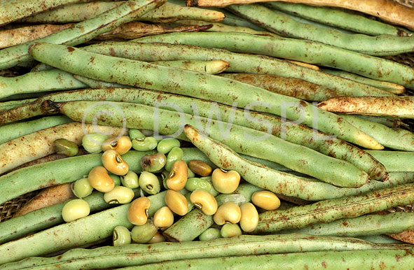 stock photo image: Food, Vegetable, vegetables, cowpea, cowpeas, indian, indian bean, Indian beans, Vigna, unguiculata, vigna unguinculata, pod, pods, Fabaceae.