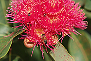 Tree, trees, eucalyptus, eucalyptus tree, eucalyptus trees, gum, gum tree, gum trees, gum, corymbia, ficifolia, corymbia ficifolia, eucalyptus ficifolia, marri, insect, insects, bee, bees.