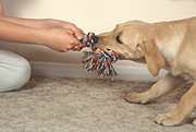 Animal, animals, dog, dogs, domestic, domestic dog, domestic dogs, pet, pets, puppy, puppies, toy, toys, rope, ropes, tug, tugs, tugging, labrador, labradors, Australia, Sport pictures, Sports, balloon images, hot air balloons