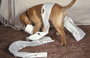 Animal, animals, dog, dogs, domestic, domestic dog, domestic dogs, pet, pets, puppy, puppies, labrador, labradors, paper, chew, chews, chewing, toilet paper, toilet roll, toilet rolles, Australia, Sport pictures, Sports, balloon images, hot air balloons