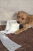Animal, animals, dog, dogs, domestic, domestic dog, domestic dogs, pet, pets, puppy, puppies, labrador, labradors, paper, chew, chews, chewing, toilet paper, toilet roll, toilet rolles, Australia, Sport pictures, Sports, balloon images, hot air balloons