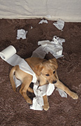 Animal, animals, dog, dogs, domestic, domestic dog, domestic dogs, pet, pets, puppy, puppies, labrador, labradors, paper, chew, chews, chewing, toilet paper, toilet roll, toilet rolles, Australia, Sport pictures, Sports, balloon images, hot air balloons