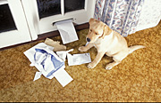 Animal, animals, dog, dogs, domestic, domestic dog, domestic dogs, pet, pets, puppy, puppies, labrador, labradors, paper, chew, chews, chewing, letter, letters, mail, post, door, doors, Australia, Sport pictures, Sports, balloon images, hot air balloons