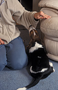 Animal, animals, dog, dogs, domestic, domestic dog, domestic dogs, pet, pets, bassett, bassett hound, bassett hounds, chew, chew, chewing, Australia, Sport pictures, Sports, balloon images, hot air balloons