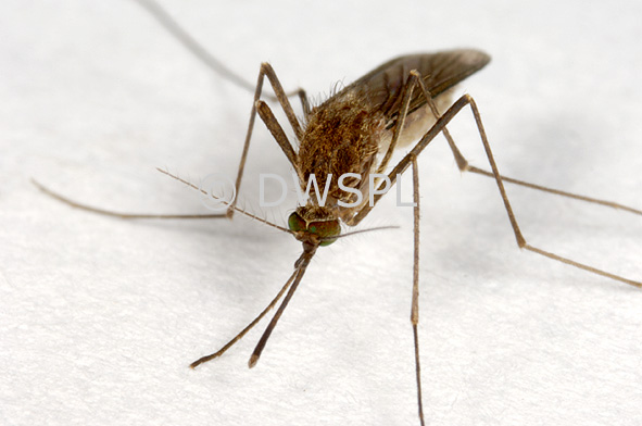 stock photo image: Insect, insects, mozzie, mozzies, mosquito, mosquitos, mosquitoes, diptera, Culicidae, culicine, culicine mosquito, culicine mosquitoes, culex,