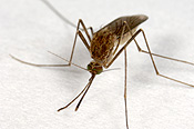 Insect, insects, mozzie, mozzies, mosquito, mosquitos, mosquitoes, diptera, Culicidae, culicine, culicine mosquito, culicine mosquitoes, culex,
