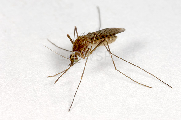 stock photo image: Insect, insects, mozzie, mozzies, mosquito, mosquitos, mosquitoes, diptera, Culicidae, culicine, culicine mosquito, culicine mosquitoes, culex,