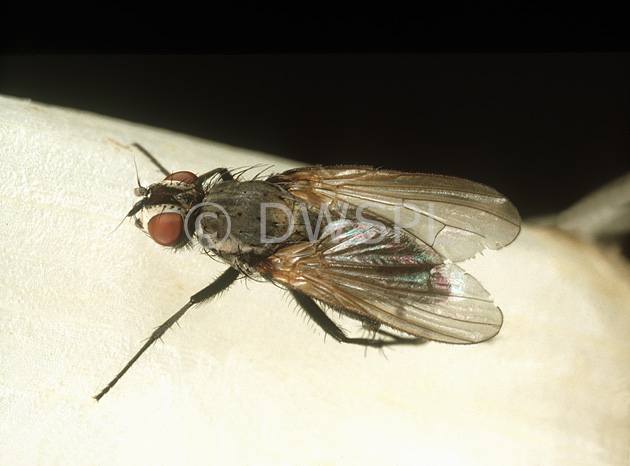 stock photo image: Insect, insects, fly, flies, onion, onion fly, onion flies, delia, antiqua, delia antiqua, onion, onions, diptera,