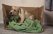 Animal, animals, dog, dogs, domestic, domestic dog, domestic dogs, pet, pets, puppy, puppies, labrador, labradors, bed, beds, cardboard, box, boxes, Australia, Sport pictures, Sports, balloon images, hot air balloons