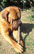 Animal, animals, dog, dogs, domestic, domestic dog, domestic dogs, pet, pets, chew, chews, chewing, stick, sticks, Australia, Sport pictures, Sports, balloon images, hot air balloons