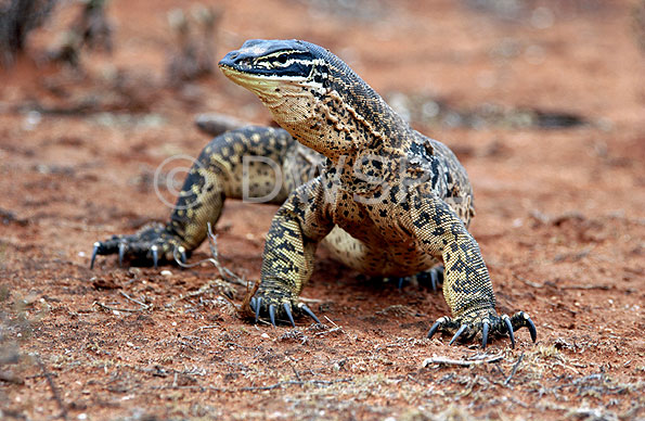 stock photo image: Animal, animals, australia, australian, reptile, reptiles, australian reptile, australian reptiles, monitor, monitors, DFF, DFFFAUNA, sand, sand monitor, sand monitors, varanus, gouldii, varanus gouldii, goanna, goannas, sand goanna, sand goannas, goulds monitor, goulds monitors, goulds goanna, goulds goannas, monitor lizard, monitor lizards, goanna, goannas, lizard, lizards, racehorse goanna, racehorse goannas, nt, northern territory, varanidae.