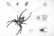 Spider, spiders, arachnid, arachnids.