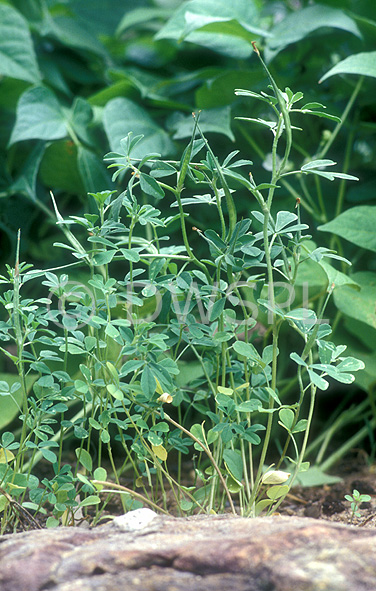 stock photo image: Herb, herbs, fenugreek, trigonella, foenum, graecum, trigonella foenum, trigonella graecum, herb, herbs, fabaceae.