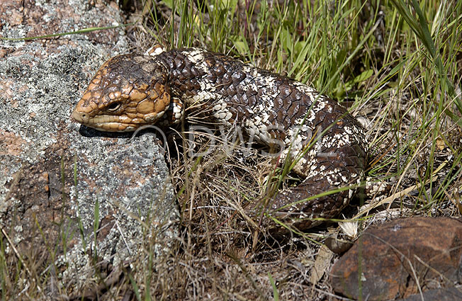 stock photo image: Animal, animals, australian, reptile, reptiles, australian reptile, australina reptiles, skink, skinks, bobtail, bobtail lizard, bobtail lizards, bob-tail lizard, bob-tail lizards, bobtail goanna, bobtail goannas, bob-tail goanna, bob-tail goannas, shingleback, shinglebacks, shingleback lizard, shingleback lizards, sleepy lizard, sleepy lizards, stump-tailed, stump-tailed lizard, stump-tailed lizards, boggi, pine cone lizard, pine cone lizards, tiliqua, trachydosaurus, rugosus, trachydosaurus rugosus, WA, Australia, Western Australia.