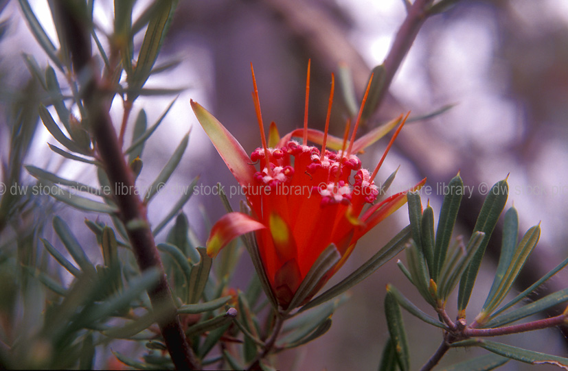 stock photo image: Flower, flowers, red, red flower, red flowers, lambertia, formosa, lambertia formosa, proteaceae, honey flower, honey flowers, mountain devil, mountain devils, honeysuckle, honeysuckles, australia, australian.
