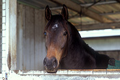 Australia, queensland, qld, wondai, animal, animals, horse, horses, brown, brown horse, brown horses, racehorse, racehorses, race horse, race horses.