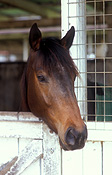 Australia, queensland, qld, wondai, animal, animals, horse, horses, brown, brown horse, brown horses.