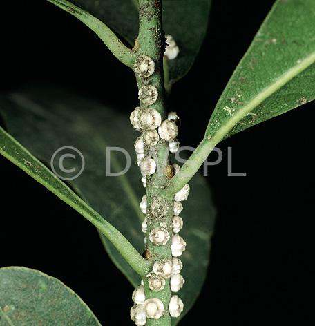 stock photo image: Plant Pest, Plant pests, pest, pests, insect, insects, Hemiptera, hemipterous, scale insect, scale insects, scale, scales, wax scale, wax scales, white, white wax scale, ceroplastes, laurel, laurels.