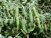 MATURE PEA PODS ON THE PLANT BEFORE HARVEST