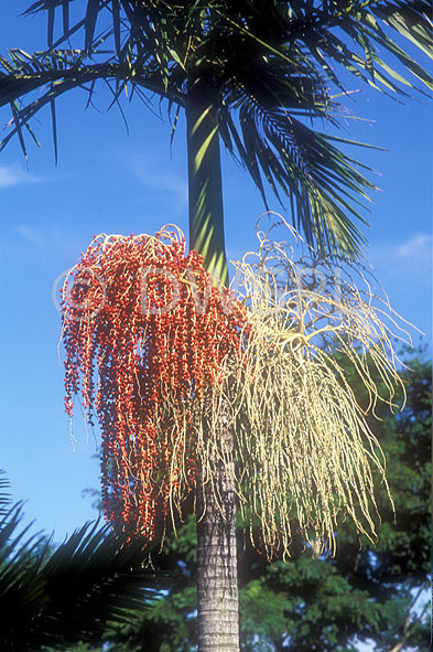 cocus palm