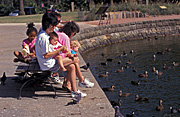 People, family, families, mother, mothers, parent, parents, child, children, duck, ducks, water, park, parks, bench, benches.