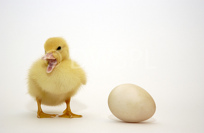 stock photo image: Animal, animals, bird, birds, duck, ducks, duckling, ducklings, baby animal, baby animals, young animal, young animals.