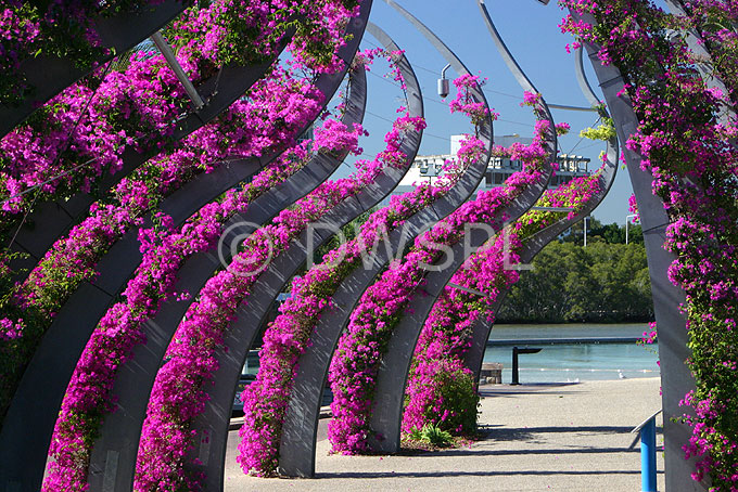 stock photo image: Australia, qld, queensland, brisbane, southbank, garden, gardens, southbank gardens, arbour, arbours, bougainvillea, energex, energex arbour.