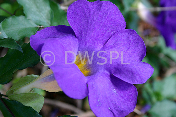 stock photo image: Flower, flowers, thunbergia, thunbergias, true blue, true blue thunbergia, true blue thunbergias, erecta, thunbergia erecta.