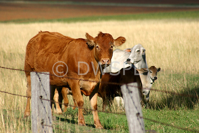stock photo image: Farming, Farmland, farm, farms, livestock, animal, animals, cattle, meat industry, meat trade, cow, cows, limousin, limousin cow, limousin cows, limousin cattle, australia, qld, queensland, darling downs, great dividing range, rural, rural scene, rural scenes.
