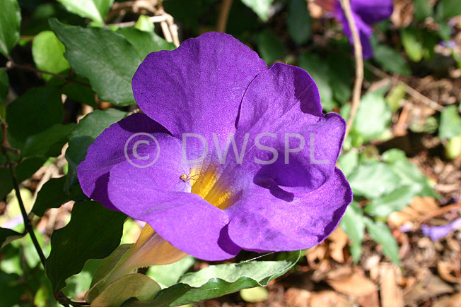 stock photo image: Flower, flowers, thunbergia, thunbergias, true blue, true blue thunbergia, true blue thunbergias, erecta, thunbergia erecta.