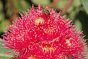 Tree, trees, eucalyptus, eucalyptus tree, eucalyptus trees, gum, gum tree, gum trees, gum, corymbia, ficifolia, corymbia ficifolia, eucalyptus ficifolia, marri, insect, insects, bee, bees.