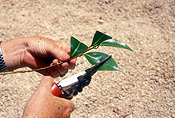 Cutting, cuttings, secateur, secateurs, leaf, leaves.