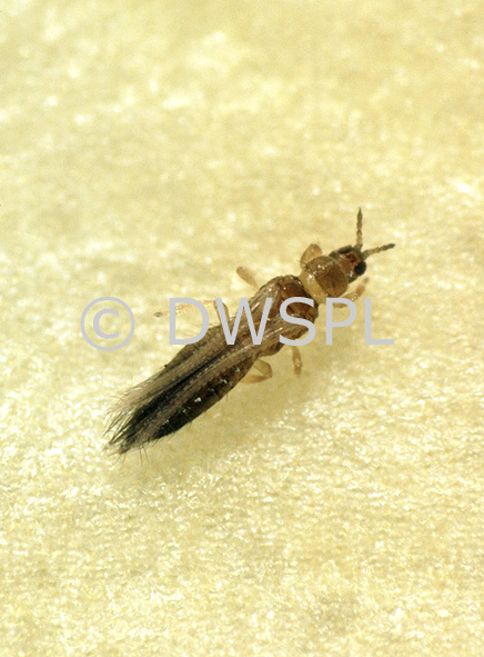 stock photo image: Insect, Insects, pest, pests, insect, insects, plant pest, plant pests, thrip, thrips, rose thrip, rose thrips, rose, roses, rosa, flower, flowers, Flora, fuscipennis, thrips fuscippenis.