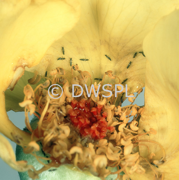 stock photo image: Insect, Insects, pest, pests, insect, insects, plant pest, plant pests, thrip, thrips, rose thrip, rose thrips, rose, roses, rosa, flower, flowers, Flora, fuscipennis, thrips fuscippenis.