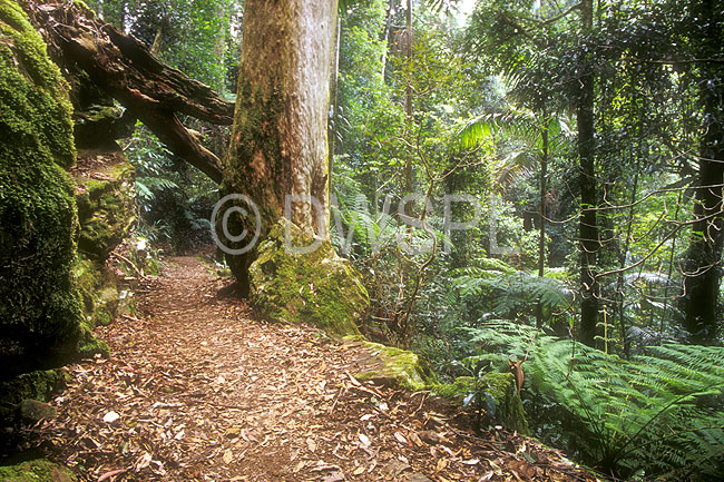 stock photo image: Australia, qld, queensland, springbrook, great dividing range, springbrook national park, springbrook NP, National Park, National Parks, moss, warrie circuit, forest, forests, rainforest, rainforests.