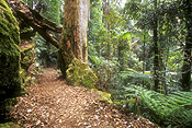 Australia, qld, queensland, springbrook, great dividing range, springbrook national park, springbrook NP, National Park, National Parks, moss, warrie circuit, forest, forests, rainforest, rainforests.